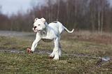 BOULEDOGUE AMERICAIN 020
